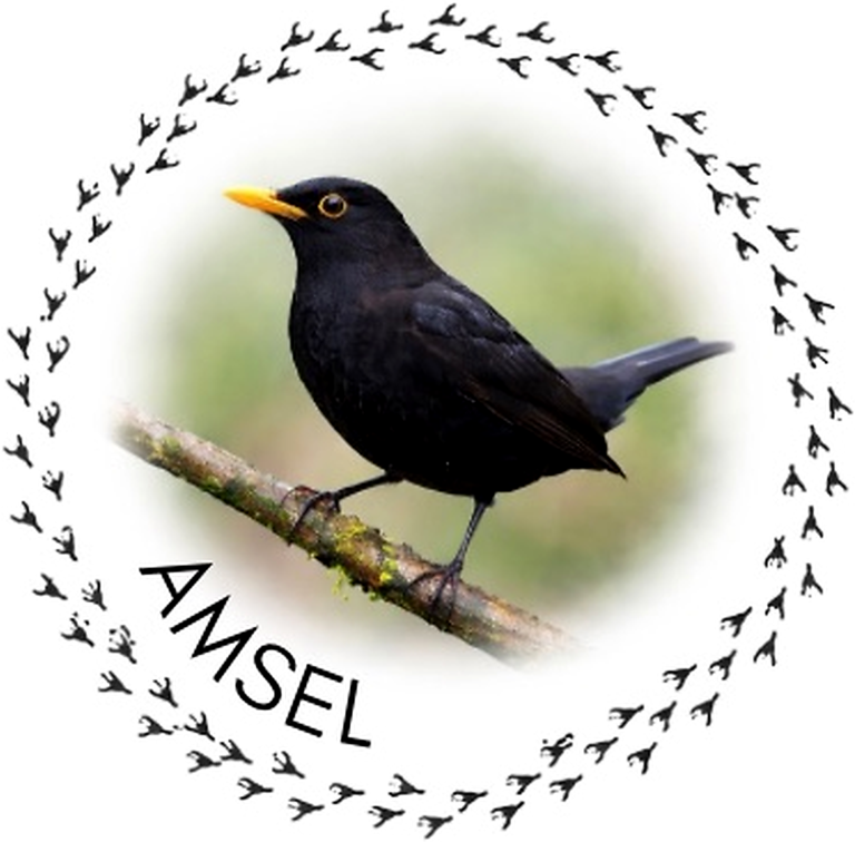 Logo Amseln